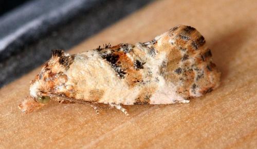 Réf. 22 576 : Cochylis molliculana