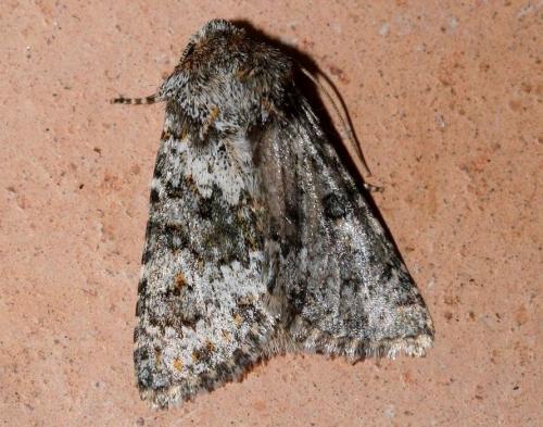 Réf. 22 883 : Hecatera dysodea