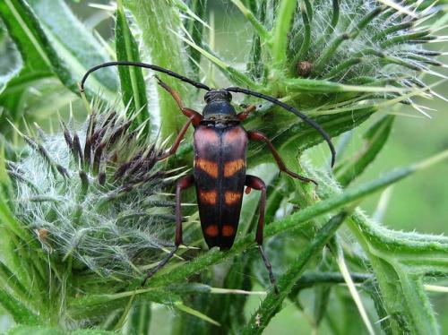 Leptura aurulenta