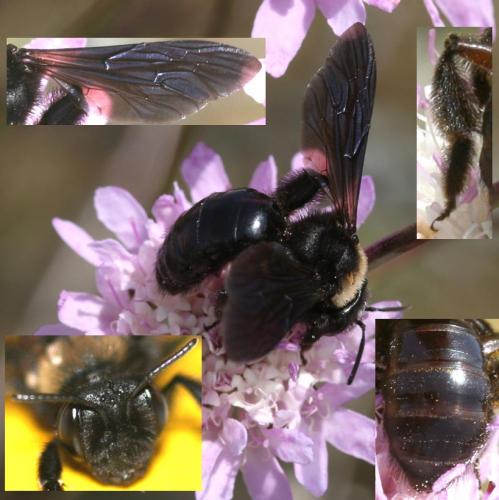 Réf. 22 821 : Andrena morio
