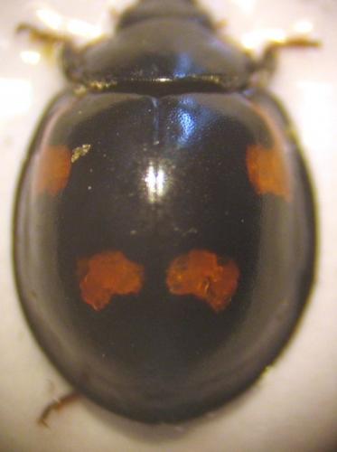 Exochomus quadripustulatus