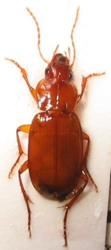 Platyderus depressus