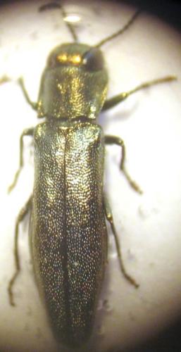 Réf. 22 161 : Agrilus olivicolor