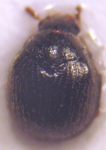Réf. 22 204 : Aspidiphorus orbiculatus
