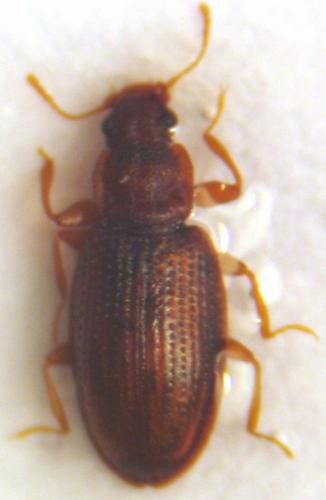 Réf. 22 206 : Enicmus transversus