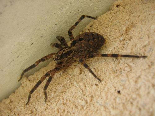 Zoropsis spinimana