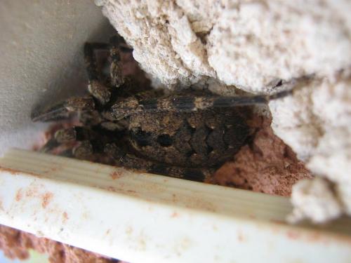 Zoropsis sp.