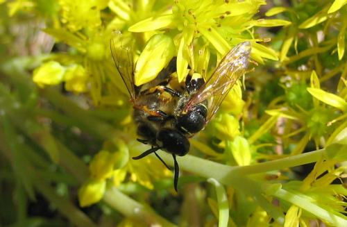 Philanthus triangulum