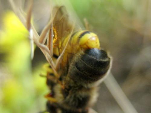 Philanthus triangulum