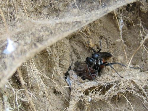 Cryptocheilus notatus