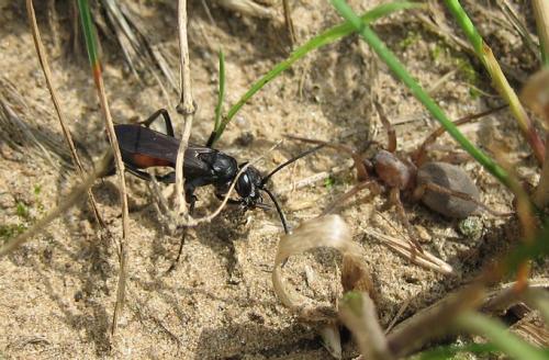 Cryptocheilus notatus