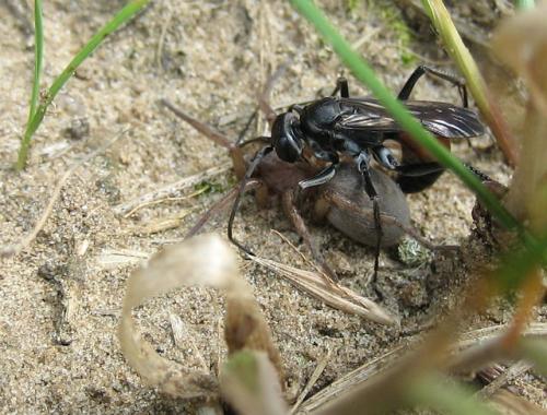 Cryptocheilus notatus