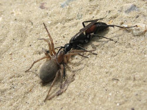 Cryptocheilus notatus