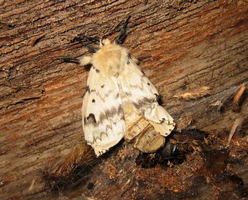 Lymantria dispar