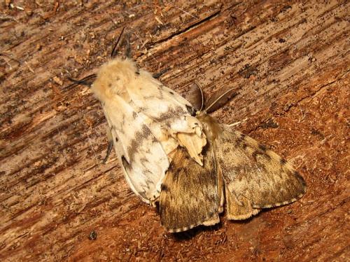 Réf. 22 195 : Lymantria dispar