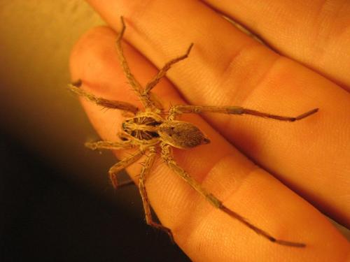 Hogna radiata