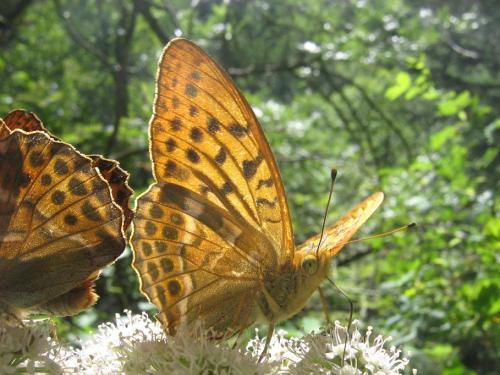 Argynnis paphia