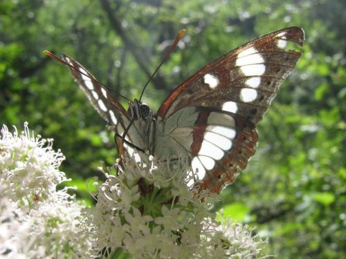 Limenitis reducta