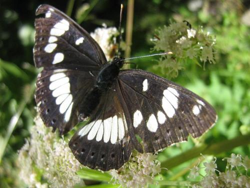 Limenitis reducta