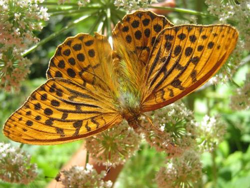 Réf. 22 715 : Argynnis paphia