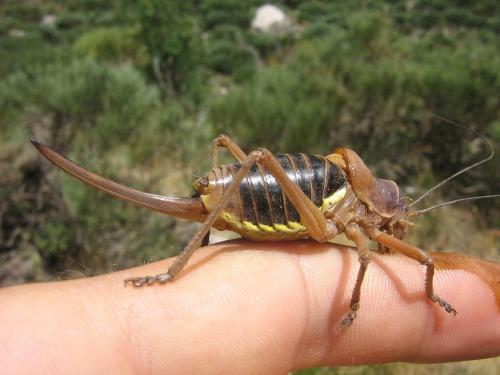 Ephippiger diurnus
