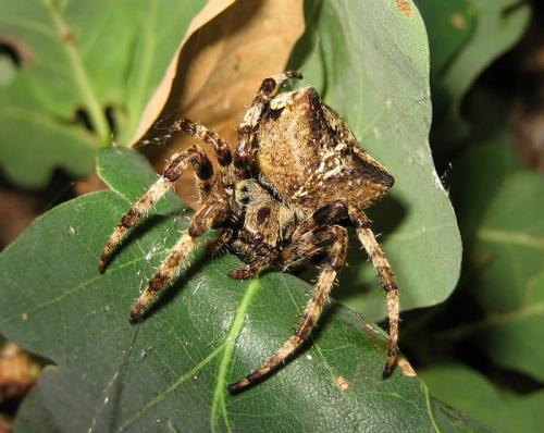 Araneus angulatus