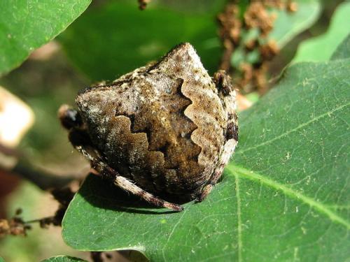 Araneus angulatus