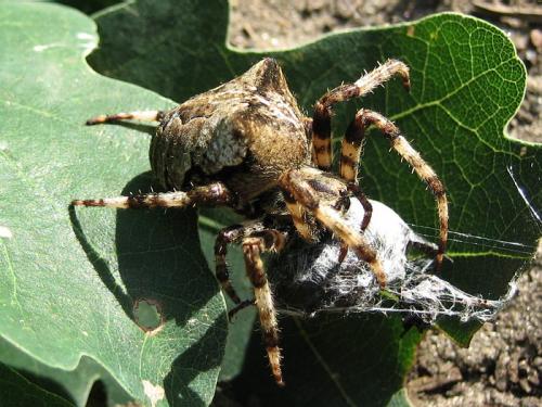 Araneus angulatus