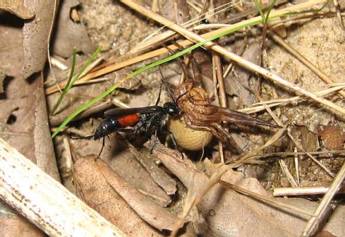 Arachnospila sp.