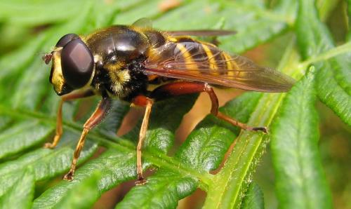 Sericomyia silentis