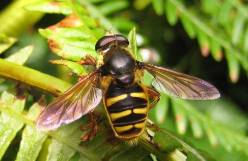 Sericomyia silentis
