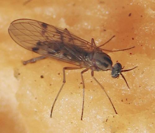 Réf. 22 390 : Sylvicola punctatus