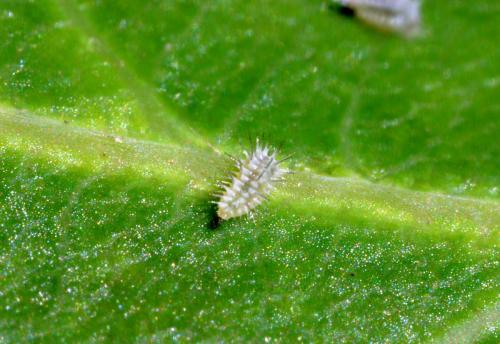 Réf. 22 146 : Apoda limacodes