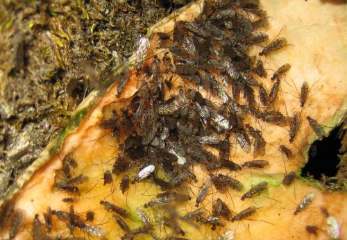 Réf. 22 393 : Sylvicola punctatus