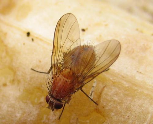 Réf. 22 387 : Phaonia pallida
