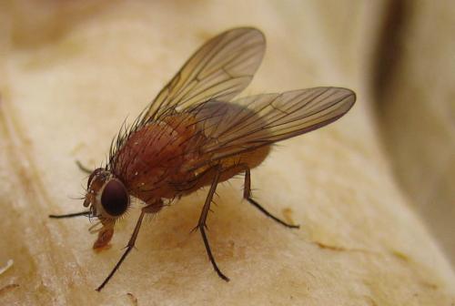Réf. 22 386 : Phaonia pallida