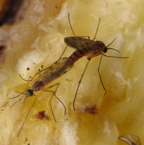 Réf. 22 391 : Sylvicola punctatus