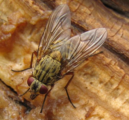 Réf. 22 378 : Phaonia valida