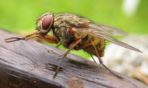 Réf. 22 377 : Phaonia valida