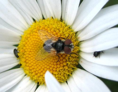 Elomya lateralis