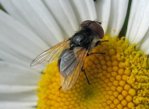 Réf. 22 350 : Elomya lateralis