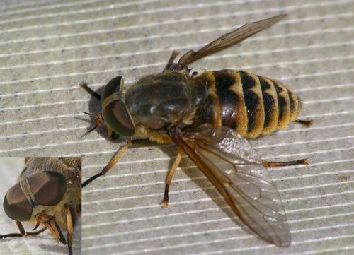 Réf. 22 780 : Tabanus sp.
