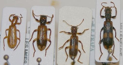 Opilo divers