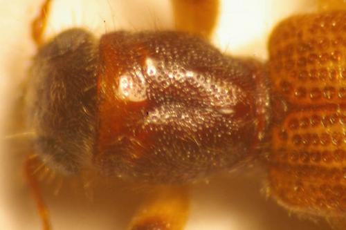 Réf. 22 912 : Opilo sp.