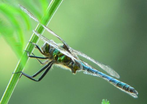 Réf. 22 758 : Somatochlora metallica