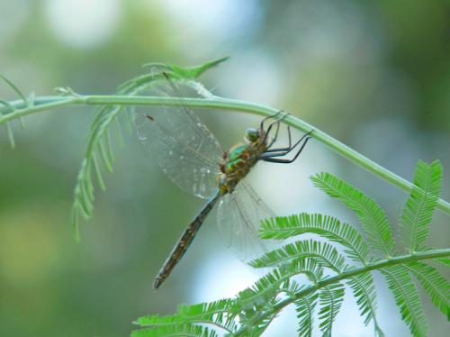 Somatochlora metallica