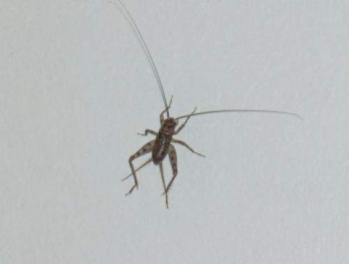 Gryllomorpha dalmatina dalmatina