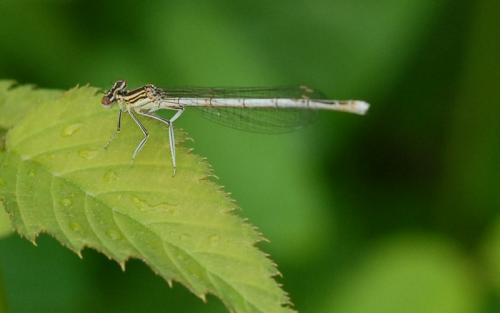 Réf. 22 768 : Platycnemis pennipes