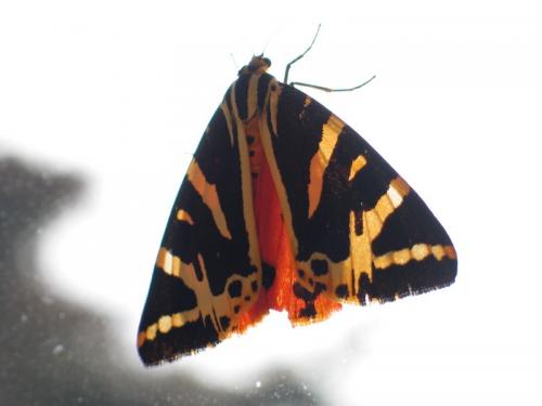 Euplagia quadripunctaria