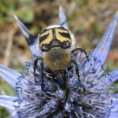 Réf. 22 753 : Trichius fasciatus